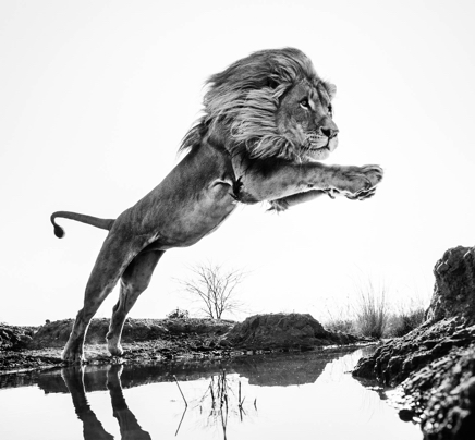 Lion King © David Yarrow