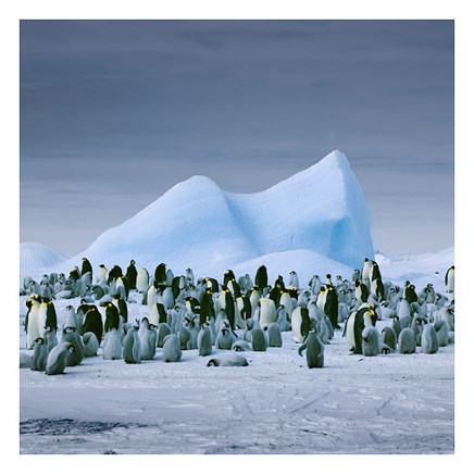 59_ emperor penguins and iceberg.jpg
