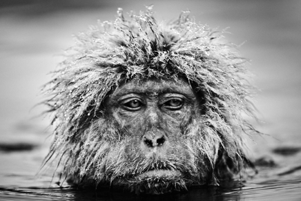 Grumpy Monkey © David Yarrow