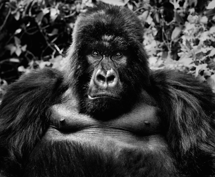 King Kong © David Yarrow.jpg
