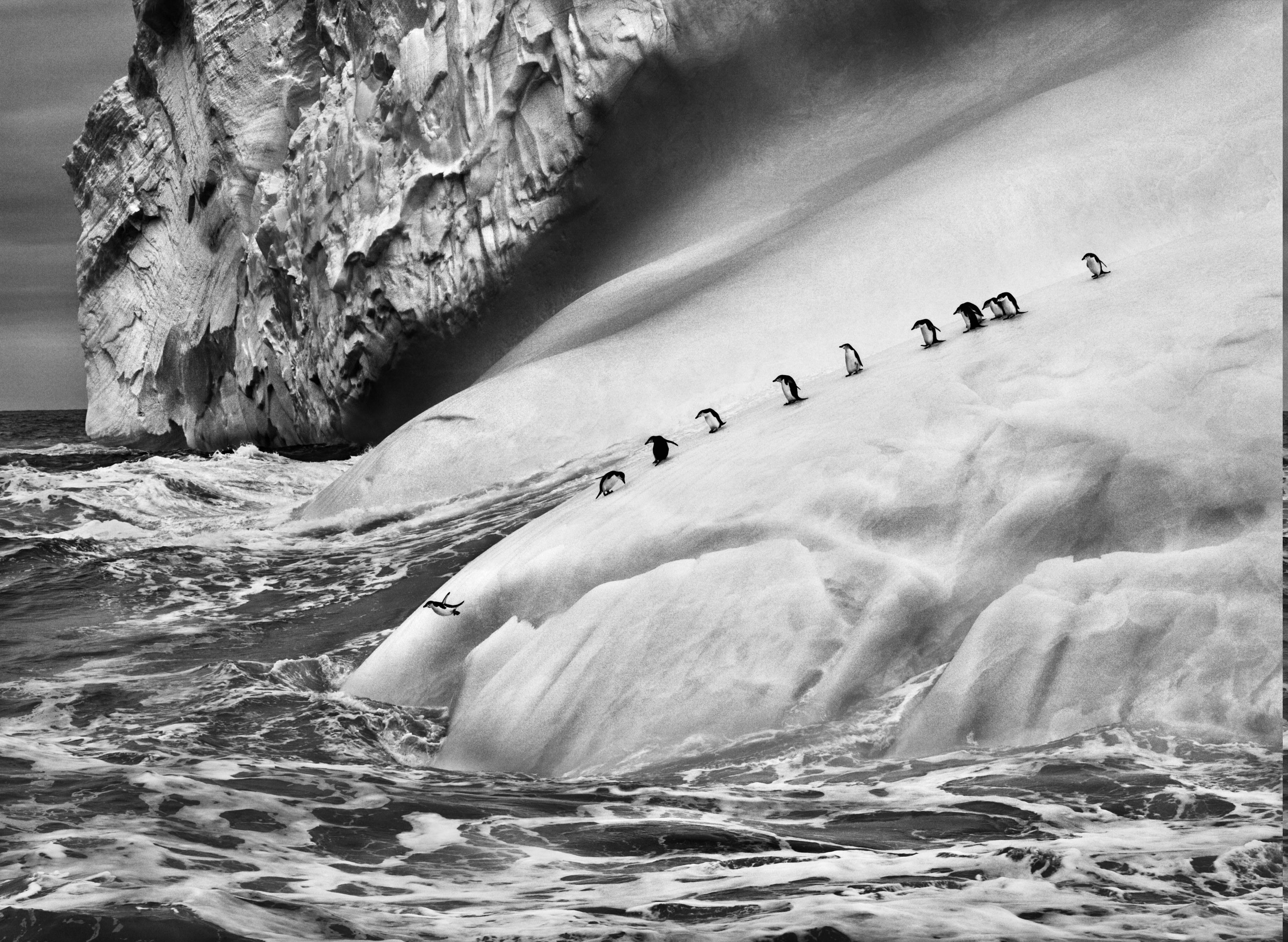 Penguins Iceberg - Antarctica